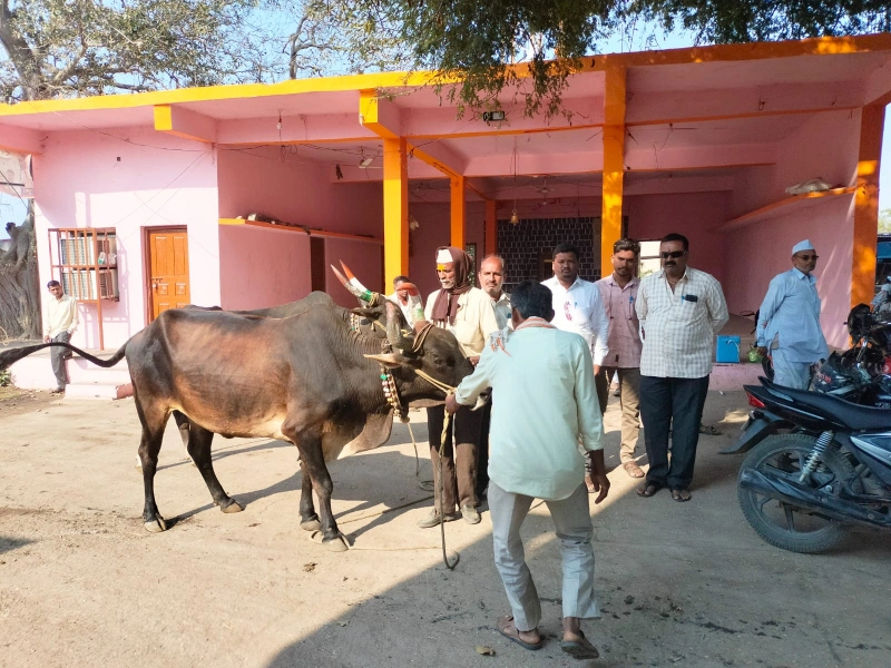 जनावरांचे लसीकरण शिबिर आयोजन